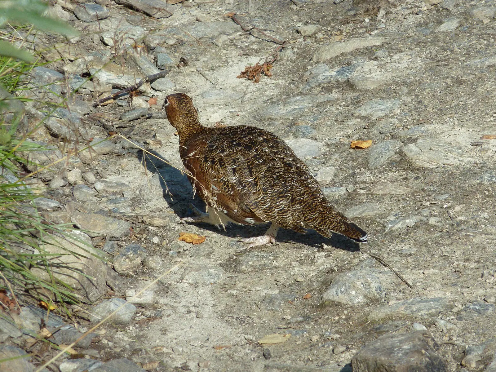 Dalripa (Lagopus lagopus)