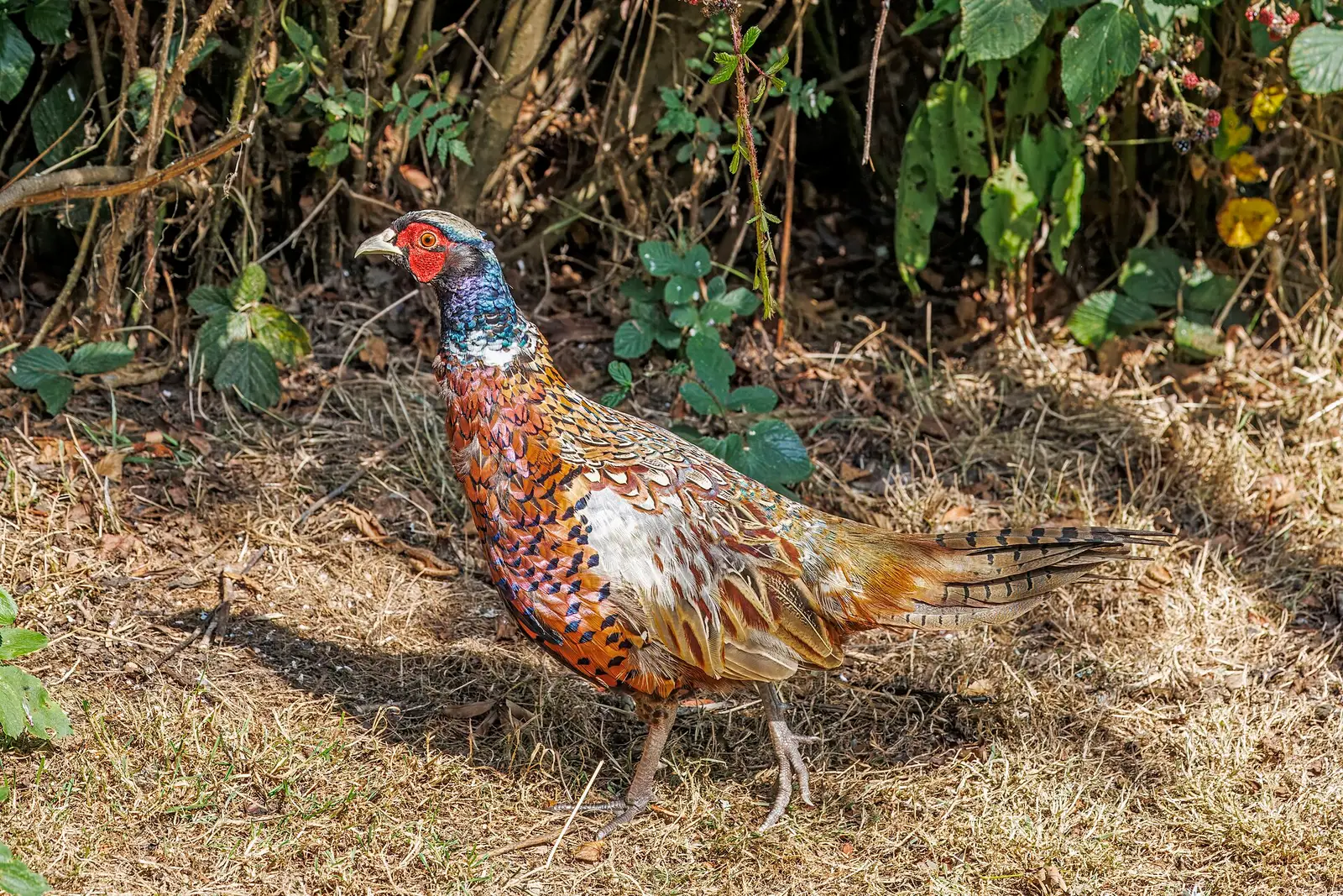 Fasan (Phasianus colchicus)