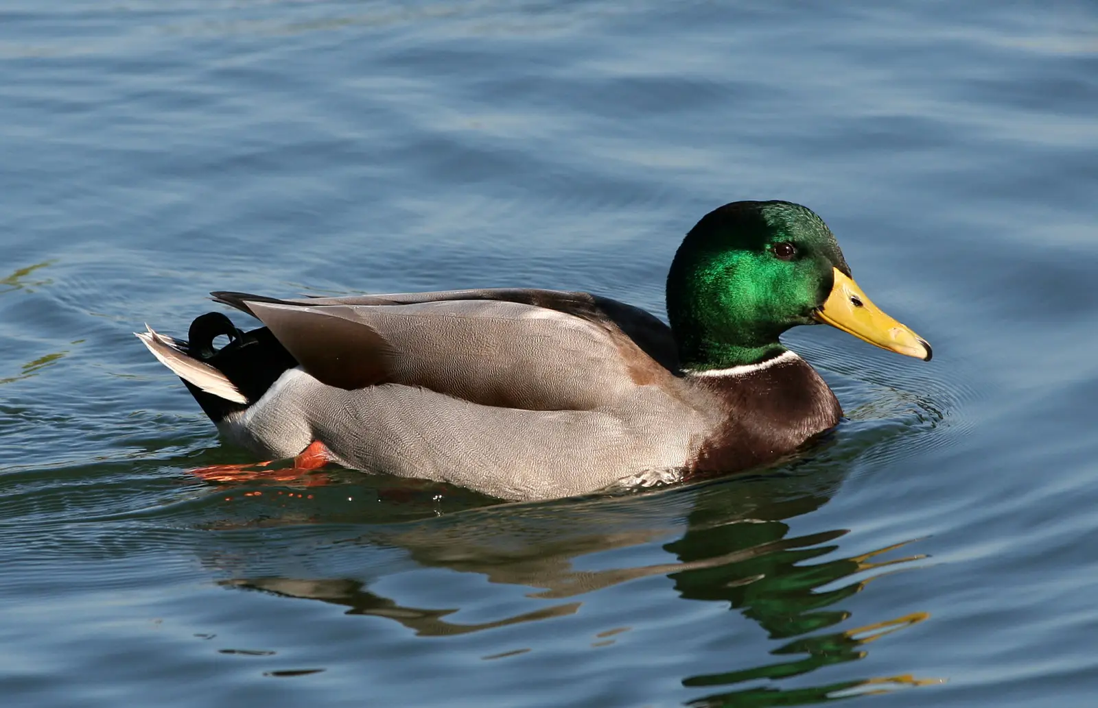 Gräsand (Anas platyrhynchos)