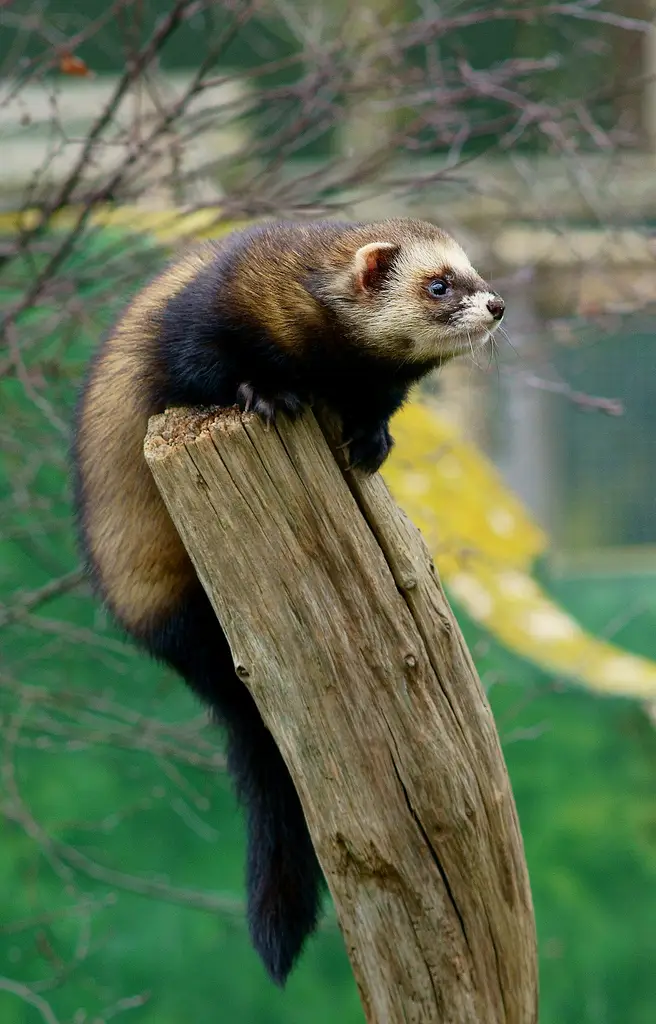 Iller (Mustela putorius)