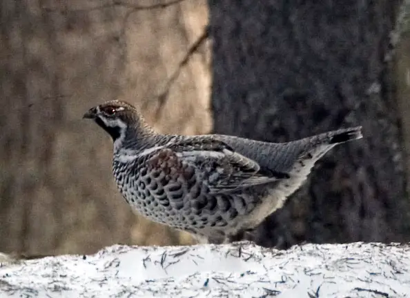 Järpe (Tetrastes bonasia)
