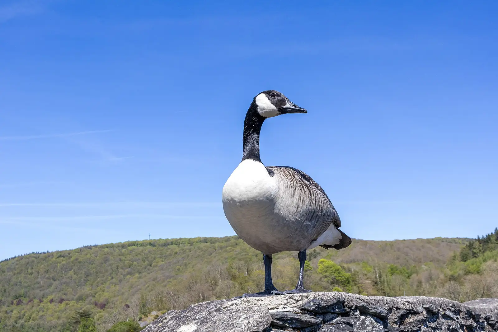 Kanadagås (Branta canadensis)