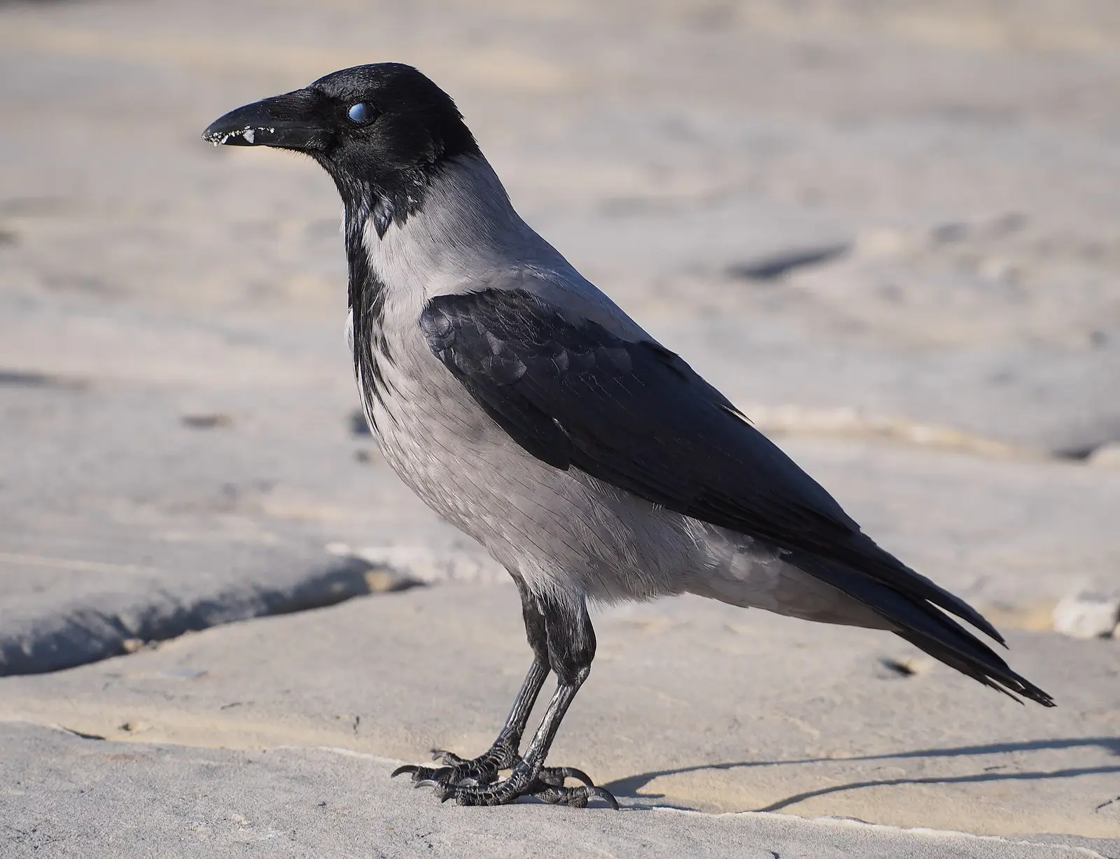Kråka (Corvus corone)