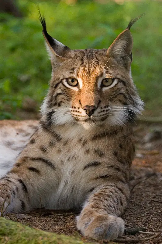 Lodjur (Lynx lynx)