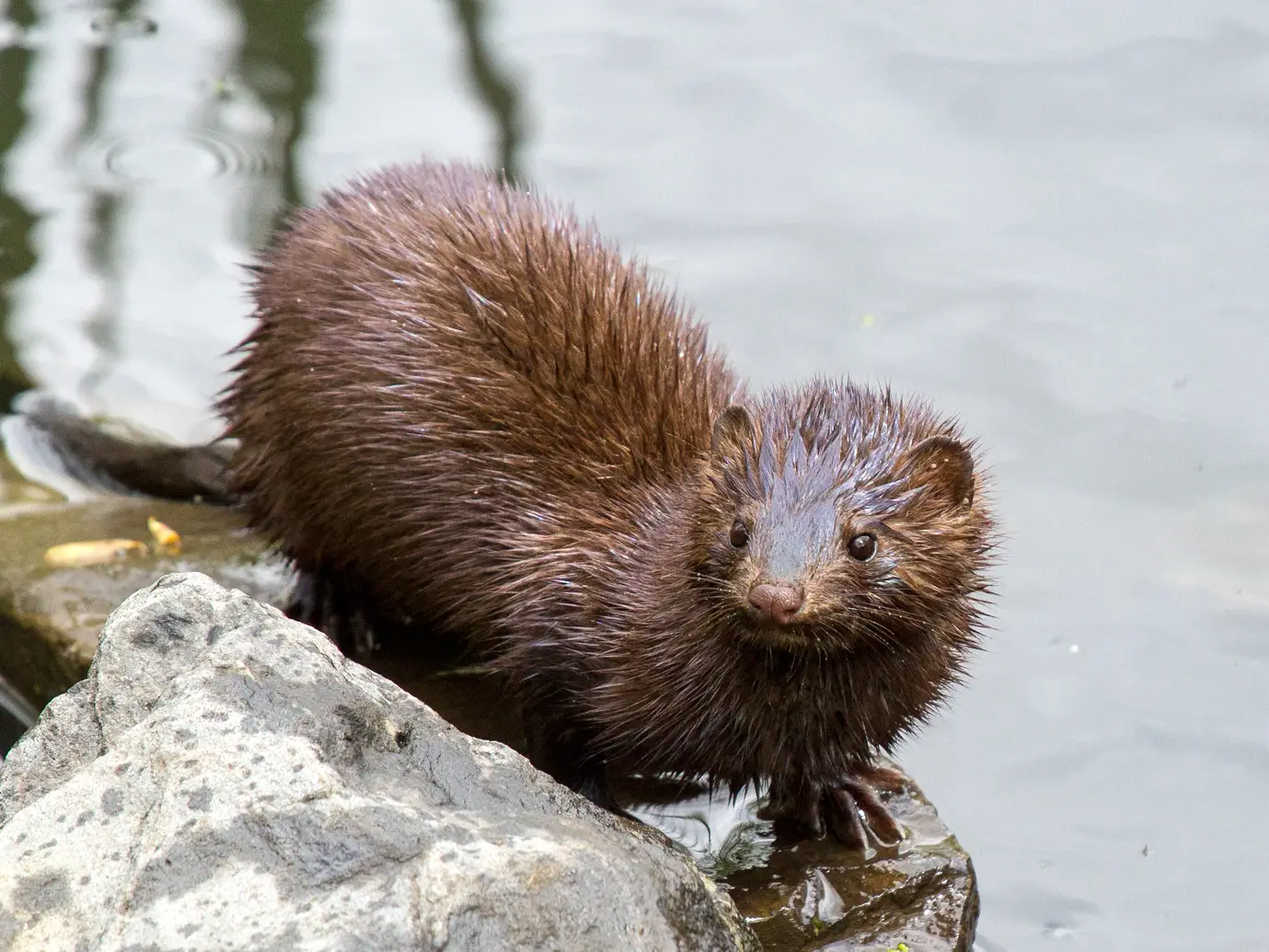 Mink (Neogale vison)