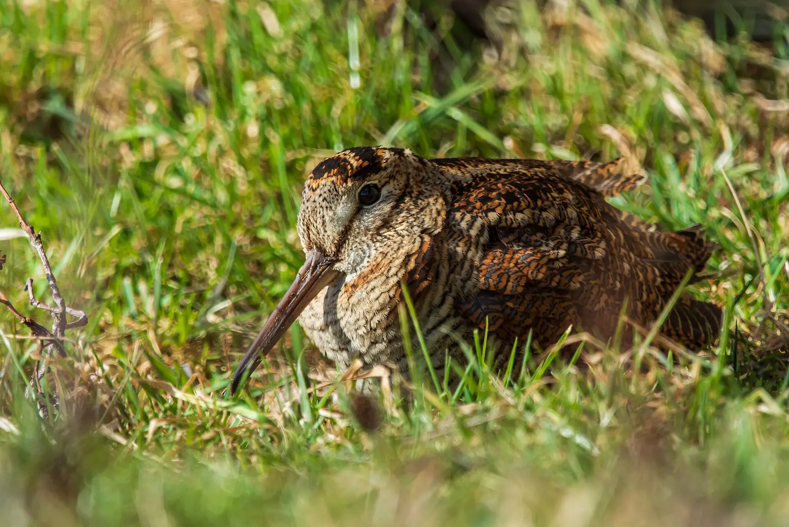 Morkulla (Scolopax rusticola)