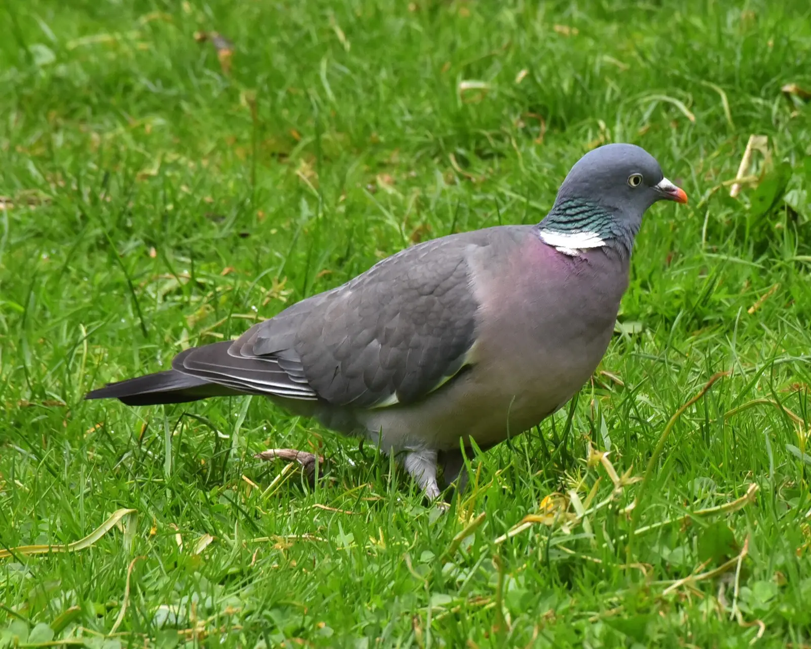 Ringduva (Columba palumbus)