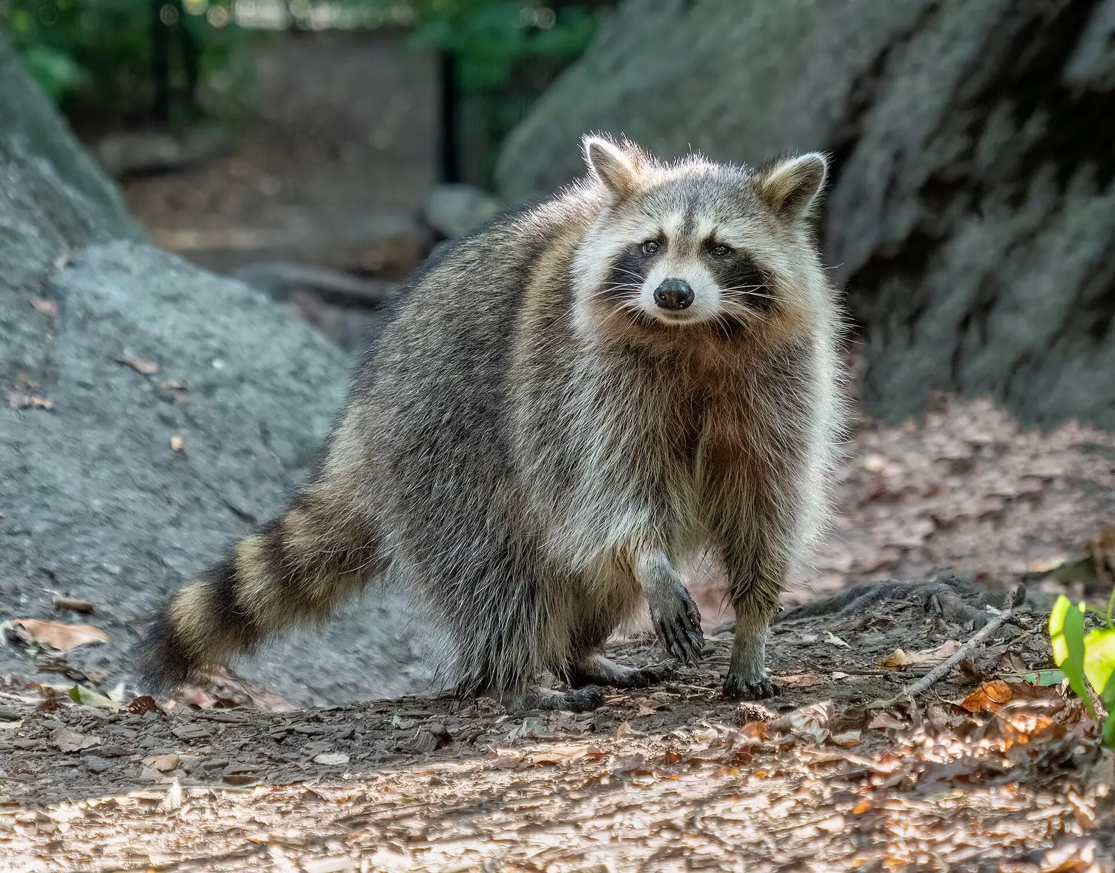 Tvättbjörn (Procyon lotor)