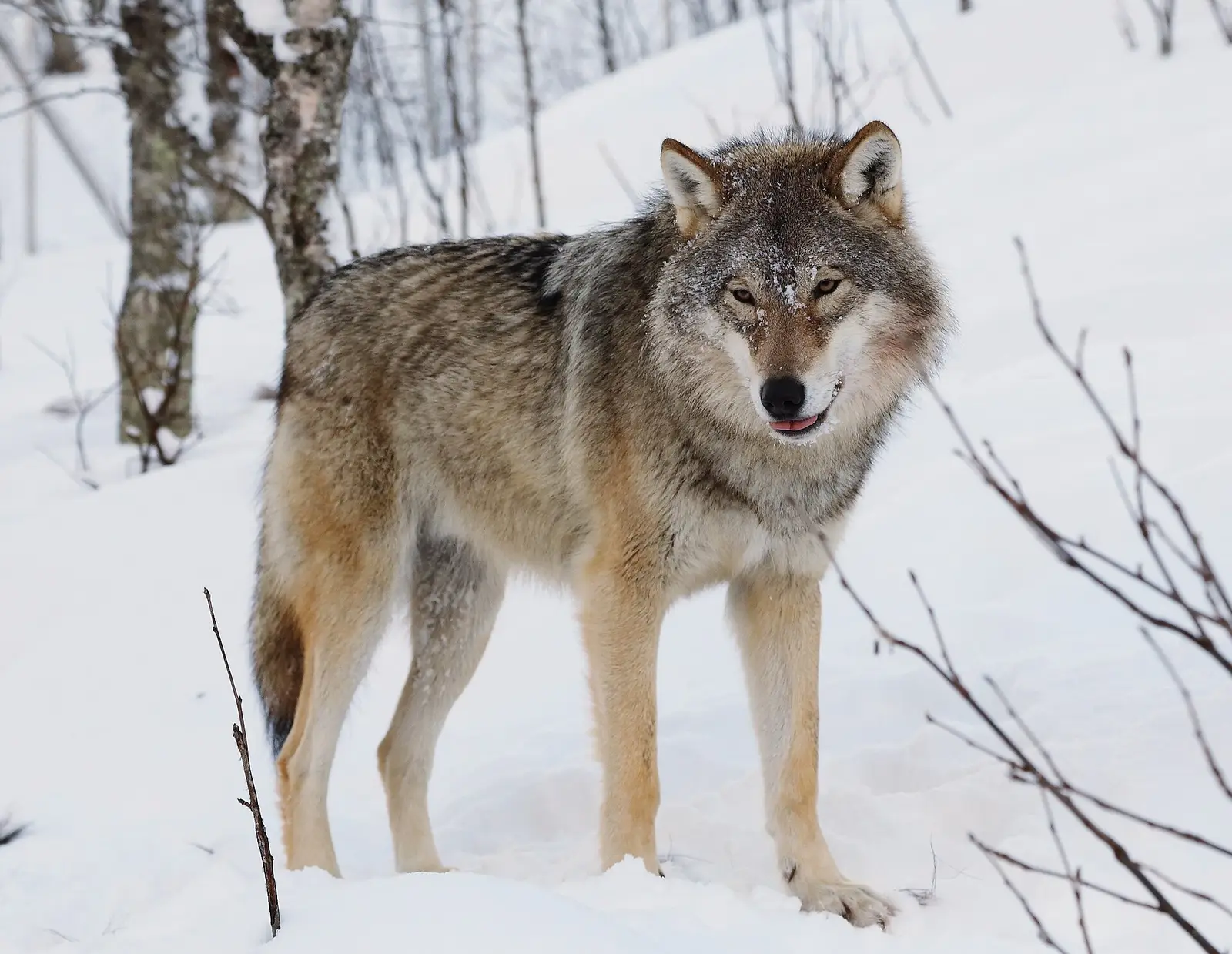 Varg (Canis lupus)