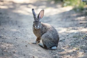 Hare på grusväg